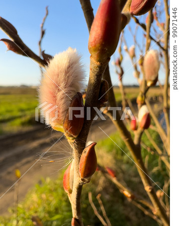Close up detail of the willow tree branched with the buds 99071446