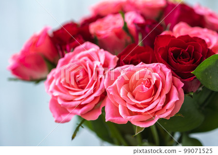 Rose flower macro image indoor shooting 99071525