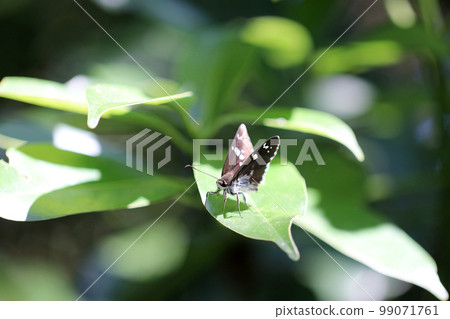 A macro close-up image of a Daimyōseneri butterfly in the forest about to take flight. 99071761