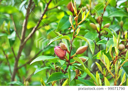 Karataneogatama buds (spring, April) 99071790
