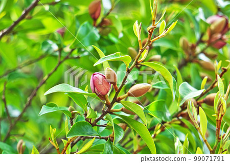 Karataneogatama buds (spring, April) 99071791