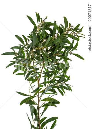 Acacia Melanoxylon Acacia Melanoxylon 99071817