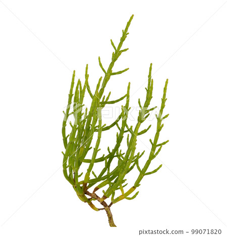 Fresh marsh samphire Fresh marsh samphire 99071820