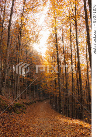 Autumn forest pathway leaves 99071876