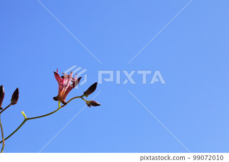 Hototogisu 花和藍天 99072010