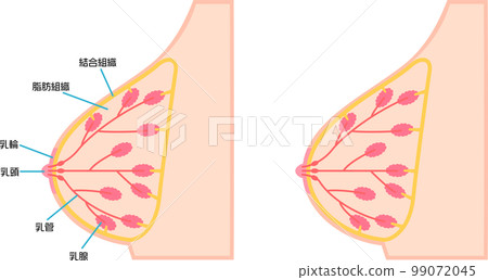 描繪乳房結構的插圖 描繪乳房結構的插圖 99072045