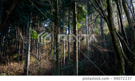 A streak of light that illuminates the forest A streak of light that illuminates the forest 99072137