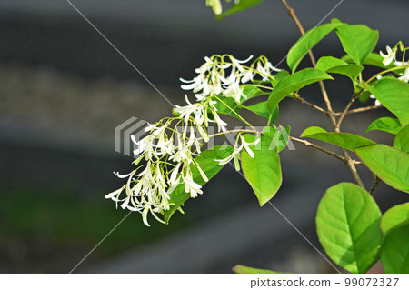 White Nanjamonja flowers beginning to bloom (spring, April) White Nanjamonja flowers beginning to bloom (spring, April) 99072327