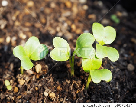 Radish sprout Radish sprout 99072434