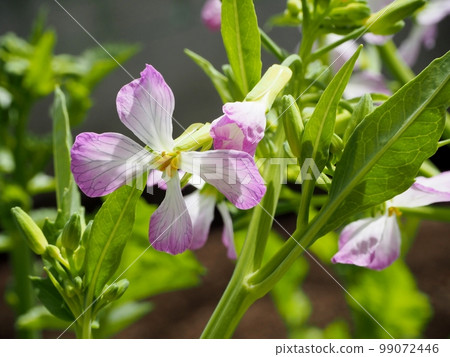 Daikon花 Daikon花 99072446