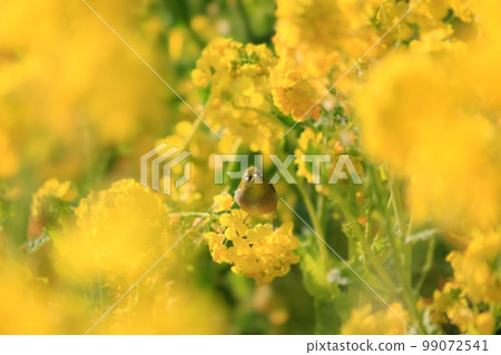 Rape flowers and mezzo Rape flowers and mezzo 99072541