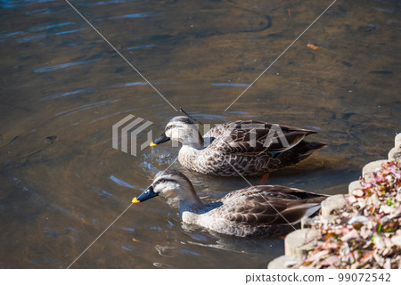 Two ducks on a frozen pond Two ducks on a frozen pond 99072542