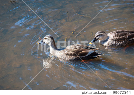 Two ducks on a frozen pond 99072544
