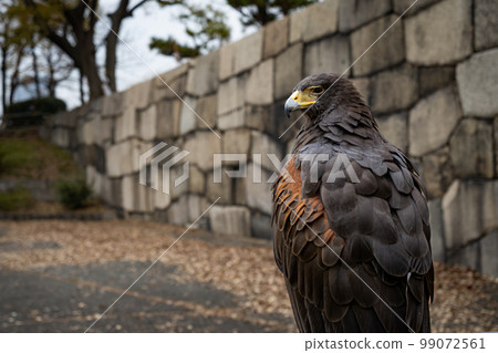 獵鷹關閉 獵鷹關閉 99072561