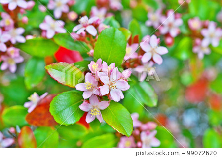 Himesharimbai flowers (spring, April) Himesharimbai flowers (spring, April) 99072620