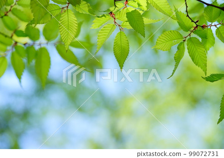 Refreshing zelkova frame 2 in May 99072731
