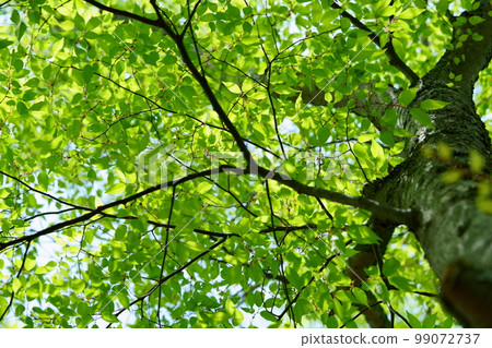 Refreshing zelkova forest in May 4 Refreshing zelkova forest in May 4 99072737