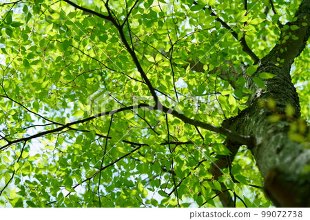 Refreshing zelkova forest in May 3 Refreshing zelkova forest in May 3 99072738