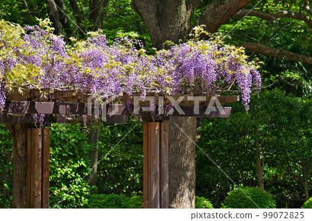 Wisteria trellis with purple flowers (spring, April) Wisteria trellis with purple flowers (spring, April) 99072825