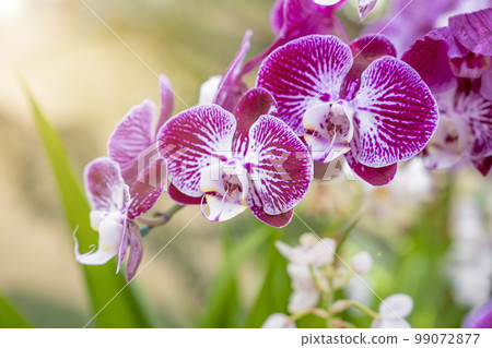 Close up of the pink orchids in the garden. Close up of the pink orchids in the garden. 99072877