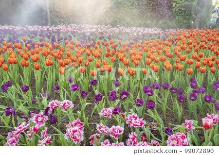 Garden field with tulips of various bright rainbow color petals, beautiful bouquet in garden 99072890