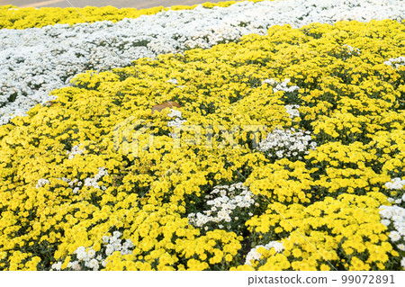 A full frame photograph of yellow and white colored chrysanthemum flowers in the garden. 99072891