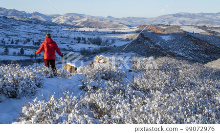 senior hiker in winter scenery of Rocky Mountains foothills in northern Colorado, Lory State Park 99072976