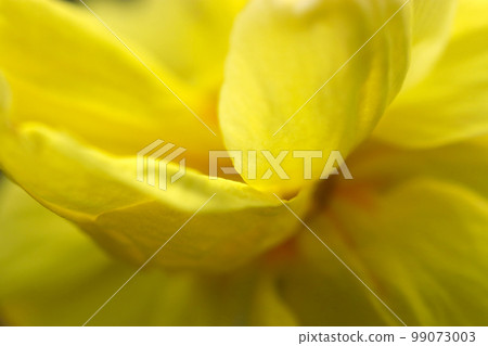 黃花菜屬黃色花瓣紋理的宏觀特寫鏡頭。 99073003