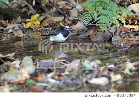 Black-backed wagtail Black-backed wagtail 99073094