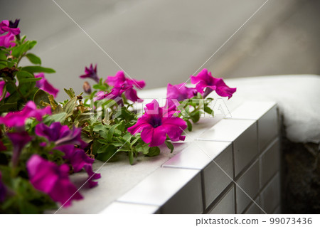 Flower bed, pink, flower, full bloom, gardening, up 99073436