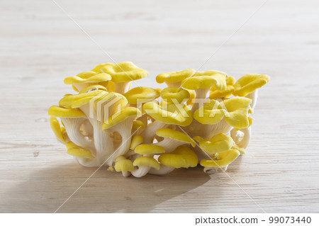 Tamogitake Mushroom Cultivated in Japan 99073440