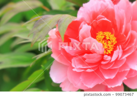 Beautiful pink peony Beautiful pink peony 99073467