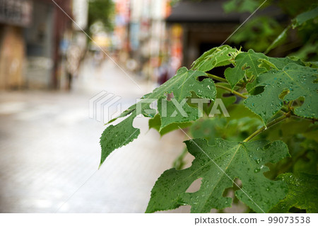 街道樹,樹葉,樹葉,城市,城市景觀,特寫,風景,背景 街道樹,樹葉,樹葉,城市,城市景觀,特寫,風景,背景 99073538