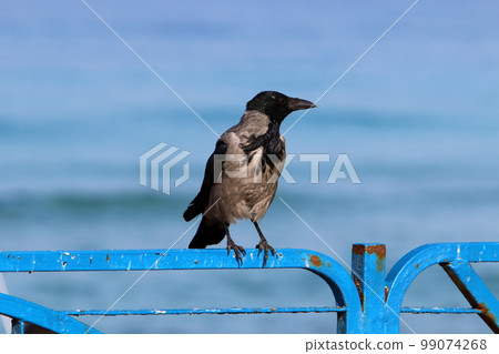 Gray crow in the city park on the seashore. Gray crow in the city park on the seashore. 99074268