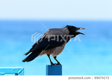 Gray crow in the city park on the seashore. Gray crow in the city park on the seashore. 99074272