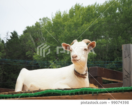 A goat relaxing in a high place 99074398