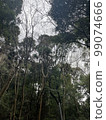 snuggling trees 99074666