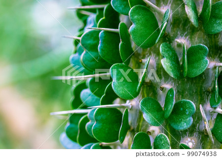 Didiereaceae are perennial succulent plants... - Stock Photo [99074938] -  PIXTA