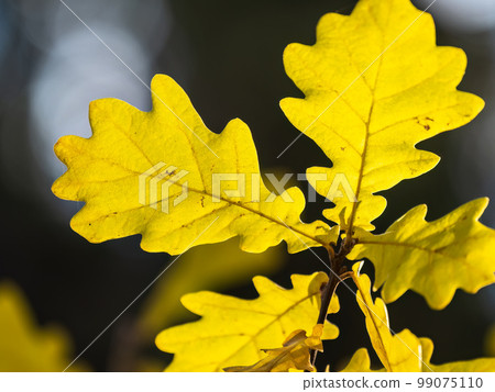 Oak branches with yellow leaves in autumn park 99075110