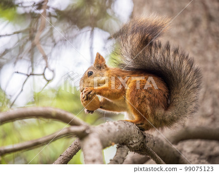 The squirrel with nut sits on tree in the autumn. Eurasian red squirrel, Sciurus vulgaris. The squirrel with nut sits on tree in the autumn. Eurasian red squirrel, Sciurus vulgaris. 99075123