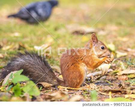 Autumn squirrel with nut sits on green grass with fallen yellow leaves 99075128