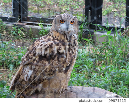 Cute eagle owl with big eyes 99075215