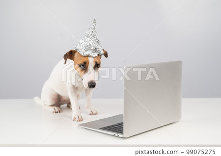 Jack Russell Terrier dog in a foil hat works at a laptop. Jack Russell Terrier dog in a foil hat works at a laptop. 99075275
