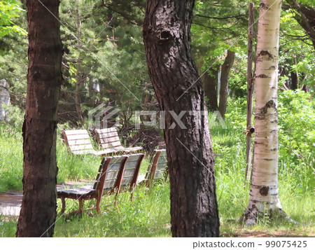 Fresh greenery and benches in the park 99075425