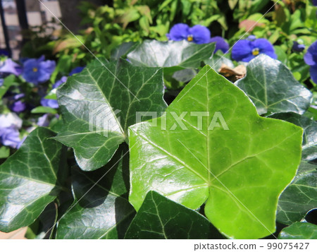 pretty ivy leaves 99075427