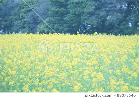 油菜田 油菜田 99075540