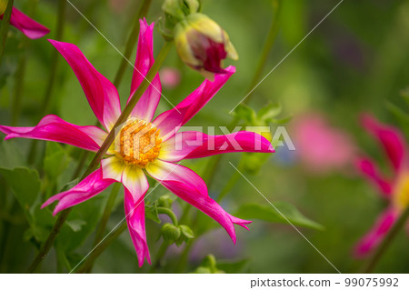 Single flower in a bloom, Giverny gardens at springtime, France 99075992