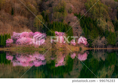 Cherry blossoms at Nakanishi 99076283