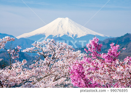 Fuji over cherry blossoms 99076895