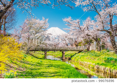 Spring of Oshino 99076896